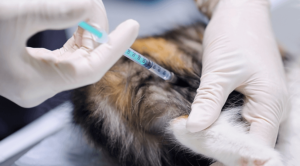Pet Vaccination Wentzville