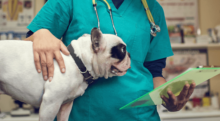 Dog With Doctor