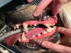 Wentzville Pet Dental Exam